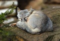 Corsac fox Vulpes corsac sleeping on the log