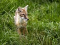 Corsac Fox Corsac, Vulpes corsac, small canine beast, feeds on small rodents