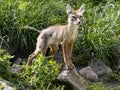 Corsac Fox Corsac, Vulpes corsac, small canine beast, feeds on small rodents