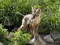 Corsac Fox Corsac, Vulpes corsac, small canine beast, feeds on small rodents