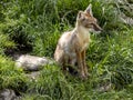 Corsac Fox Corsac, Vulpes corsac, small canine beast, feeds on small rodents