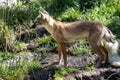 Corsac Fox Corsac, Vulpes corsac, small canine beast, feeds on small rodents