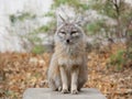 corsac fox in wild nature