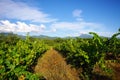 Corsica's vineyards