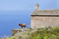 Corsican bull