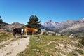 Corsican Cows in Golo Valley Royalty Free Stock Photo