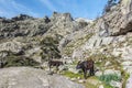 Corsican Cows in transhumance pathway in Golo valley Royalty Free Stock Photo