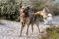 Corsican Dog in the park on a sandy path with blooming white flowers in the background Royalty Free Stock Photo