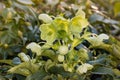 Corsican hellebore flowers in bloom