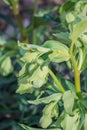 Corsican Hellebore, Helleborus argutifolius