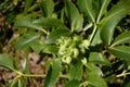 Corsican hellebore in spring sun, helleborus argutifolius with closed buds in march
