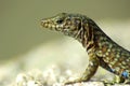 Corsican lezard Royalty Free Stock Photo