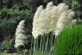 Cortaderia