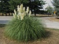 Perennial ornamental grass from South American pampas Royalty Free Stock Photo