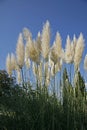 Cortaderia Selloana Royalty Free Stock Photo