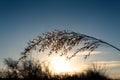 Cortaderia selloana pampas grass with a beautiful sunset in the background