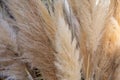 Cortaderia selloana or pampas grass with graceful white inflorescence plumes flowering in October, Greece Royalty Free Stock Photo