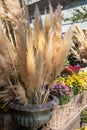 Cortaderia selloana or pampas grass with graceful white inflorescence plumes at the greek flowers shop in October