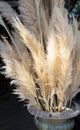 Cortaderia selloana or pampas grass with graceful white inflorescence plumes at the greek flowers shop in October Royalty Free Stock Photo