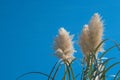 Cortaderia selloana, Pampas Grass in sun light and blue sky during sunny day Royalty Free Stock Photo
