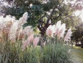 cortaderia selloana Royalty Free Stock Photo