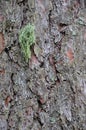 Cortex lichen