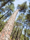 Cortex pine close up Royalty Free Stock Photo