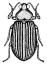 Corticaria Pumila, vintage illustration