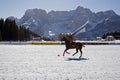 Cortina winter polo cup 2008 Royalty Free Stock Photo