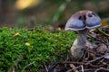 Cortinarius anomalus Brown-violet thick foot mushroom fungus in colourful autumn forest