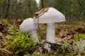 Cortinarius camphoratus fungus Royalty Free Stock Photo