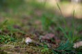 Cortinarius Caperatus, Commonly Known as the Gypsy Mushroom