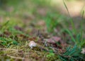 Cortinarius Caperatus, Commonly Known as the Gypsy Mushroom