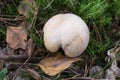 Cortinarius caperatus, gypsy mushroom closeup
