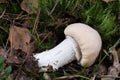 Cortinarius caperatus, gypsy mushroom closeup