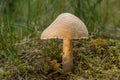 Cortinarius caperatus. Gypsy mushroom is edible wild fungus. Brown mushroom, natural environment background.