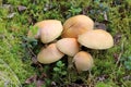 Cortinarius caperatus. Gypsy mushroom in late summer on the Yamal Peninsula