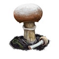 Cortinarius caperatus gypsy mushroom, Rozites caperata edible fungus mushroom isolated on white. Digital art illustration, natural