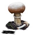Cortinarius caperatus gypsy mushroom, Rozites caperata edible fungus mushroom isolated on white. Digital art illustration, natural