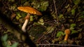 Cortinarius caperatus mushroom growing in the rainforest