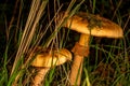 Cortinarius caperatus mushrooms growing in the rainforest