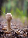 Cortinarius caperatus is a young fungus growing in the forest. Near the foot of the fungus, opavshye leaves