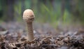 Cortinarius caperatus is a young fungus growing in the forest. Near the foot of the fungus, opavshye leaves