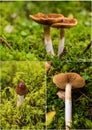 Collage of Cortinarius collinitus mushrooms images