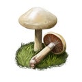 Cortinarius delibutus, bluegill or yellow webcap mushroom closeup digital art illustration. Boletus has light cream cap.