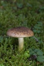 Cortinarius largus face parte din familia Cortinariaceae, genul Cortinarius