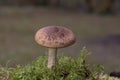 Cortinarius largus face parte din familia Cortinariaceae, genul Cortinarius