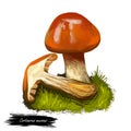 Cortinarius mucosus, orange webcap or slimy cortinarius mushroom closeup digital art illustration. Boletus has bright colored cap