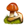 Cortinarius mucosus, orange webcap or slimy cortinarius mushroom closeup digital art illustration. Boletus has bright colored cap