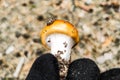 Cortinarius mushroom close-up in forest.